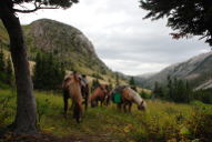 Horses at Phone Creek Camp