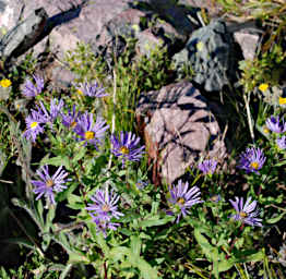 Asters