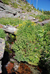 Creek Bottom on Trail to Foolhen Lakes