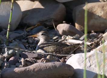 Bird Spotted Sandpiper On Nest