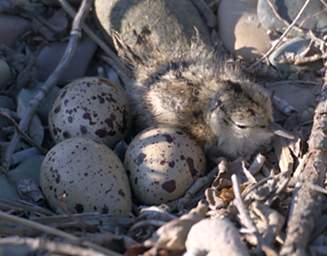 Bird Spotted Sandpiper Nest