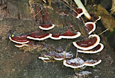 Fungi