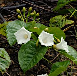 Flower Xxx White