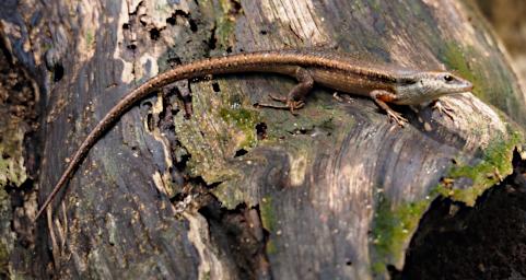 Skink