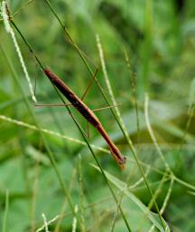 Stickbug