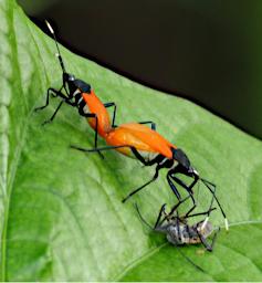 Mating and Dining