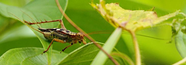 Grasshopper Survivor