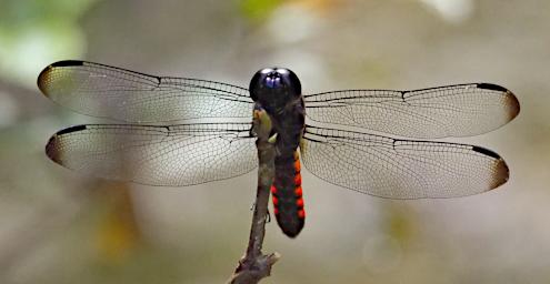 Dragonfly Xxx Transparent