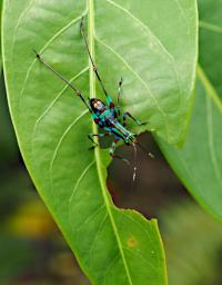 Bug Multi Color Beetle