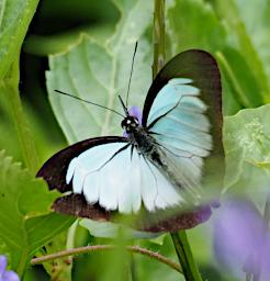 Butterfly Xxx