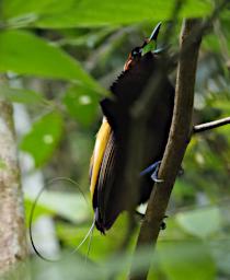 Magnificent Bird-of-Paradise