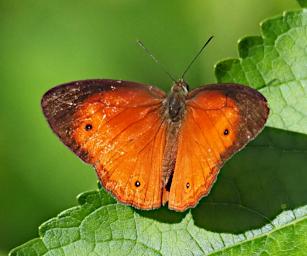 Butterfly Xxx Orange Brown