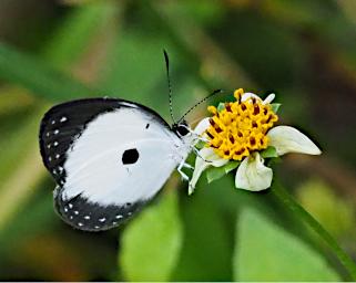 Butterfly_XxxWhiteBlack