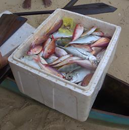 Waigeo Fish Box