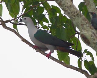 Spice Imperial Pigeon
