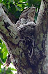 Papuan Frogmouth