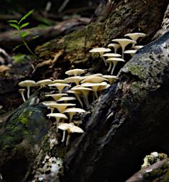 Waigeo Mushrooms