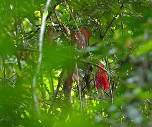 Waigeo Red Leaves