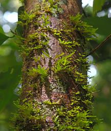 Waigeo Tree Vine Fern