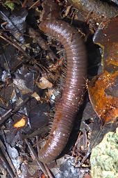 Waigeo Millipede