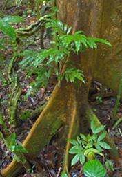 Waigeo Tree Buttress