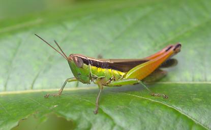 Waigeo Bug Xxx Grasshopper