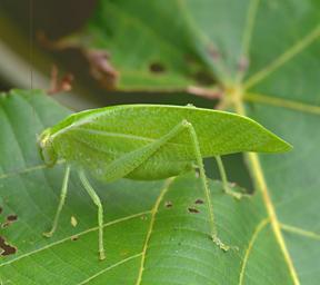 Waigeo Bug Xxx Green