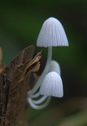 Waigeo Mushrooms