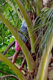 Waigeo Getting Coconut