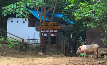 Waigeo Attack Pig Guest House