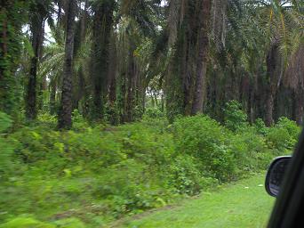 Arfak Palm Plantation