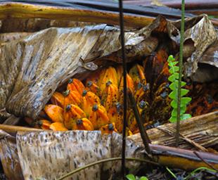 Arfak Low Camp Birdfood