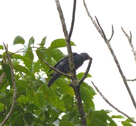 Arfak Low Camp Bird Xxx Black Cuckooshrike