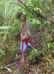 Arfak Low Camp Trail To Hide