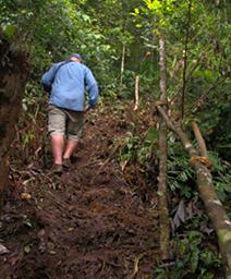 Arfak Low Camp Trail
