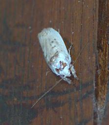 Arfak Bug Xxx Moth