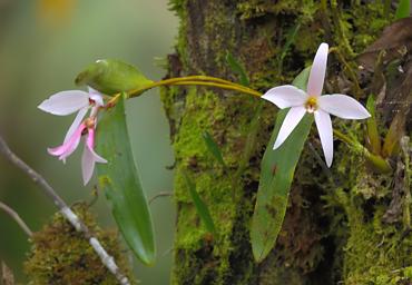 Arfak Flower Xxx Orchid White Pink