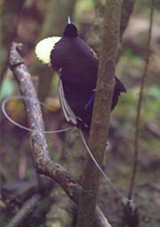 Arfak Bird Magnificent BOP