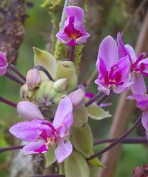 Arfak German Camp Orchid Xxx Pink Red