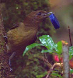 Arfak Bird Vogelkop Bowerbird