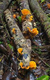Arfak German Camp Mushrooms