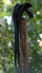 BlackSicklebill