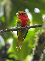 Arfak German Camp Bird Yellow Billed Lorikeet