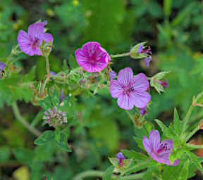 Sticky Geranium