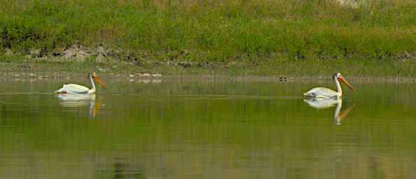 American White Pelican