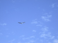 Osprey at Jack's Cay