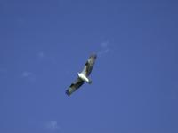 Osprey at Jack's Cay