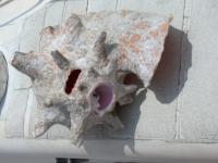 Conch horn