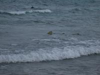 Lemon Shark at Laughing Bird Cay