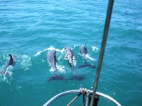 Dolphins